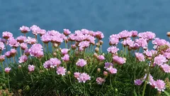 Cea mai subestimată plantă de grădină: rezistă la vânt și la secetă