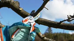 Copacii vor da fructe din belșug: secretele tăierii de primăvară