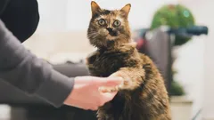 Secretul pe care pisicile nu vor să-l dezvăluie: cum să le faci să-ți dea lăbuța