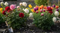 Nu plantați niciodată această plantă lângă trandafiri — veți distruge tufișurile fără să vă dați seama